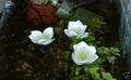 weiße Zwerg-Seerose schnellwachsende Aquariumpflanzen gegen Algen im Aquarium !