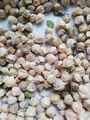 60 Stk Samen von Physalis Ananaskirsche, Physalis pruinosa, Goldmurmel, süß, Bio
