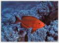 AK Feerie Sou-Marine Tropicale, Meeresaquarium Monaco, "Großaugenbarsch" (Fisch)