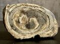 Actaeonella, fossile Schnecke, Kreidezeit, Untersberg, Berchtesgaden, Bayern