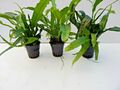  Microsorium pteropus Javafarn Wasserpflanzen 1 Topf 
