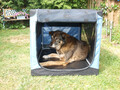 Hundebox XL faltbar, von Petsfit, wie neu!! L102 x B63,5 x H63,5