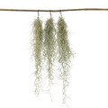 Spanisches Moos - 3 Stk - Tillandsia usneoides - Höhe 25-40cm - ⌀5cm