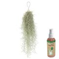 vdvelde.com - Ecoworld Tillandsia Usneoides Luftpflanzen + Tillandsien Spray für