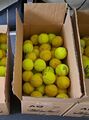 100 gebrauchte Tennisbälle im Karton / Hundespielzeug