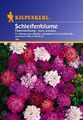 Schleifenblume " Feenmischung " Kiepenkerl ca. 75  Samen, Sämereien Saatgut 