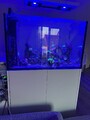 Meerwasseraquarium Komplett 