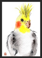 ACEO Aquarelldruck niedlicher Nymphen Papagei bildende Kunst Gemälde von ili