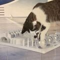 TRIXIE Cat Activity FUN Board Katzenspielzeug Spass-Brett für Katzengras Leckerl
