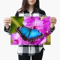 A3 | Blau Morpho Schmetterling Insektenkäfer Größe A3 Posterdruck Foto Kunst Geschenk #3487