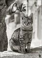 Wandkalender Cats Edition 2024 Monika Wegler Fotokalender 68 x 49 cm B-WARE