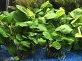 3 x Anubias nana Petite im Topf Wasserpflanzen Aquariumpflanzen