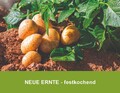 6 - 25 kg Kartoffeln festkochend -Sorte: Glorietta ERNTE 2025 aus Bayern