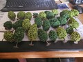 DACHBODENFUND, 26 BÄUME  FÜR MODELLEISENBAHN