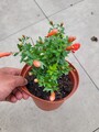 Punica Granatum Nana  