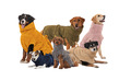 Lill's Hundebademantel aus Frottee Baumwolle, 100% Bio-Baumwolle, 4XS bis 4XL