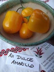 Aji Dulce Amarillo Chili - 10+ Samen - DUFTIG  und FEIN! Ch 032