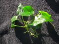 Anubia Nana Fatty ( Thick Leaf )  3 Stück Wasserpflanzen, Aquariumpflanzen