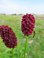 Sanguisorba officinalis GROSSER WIESENKNOPF 100 Samen