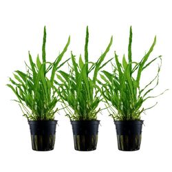 Aquarium Pflanze 3 Stück Microsorum pteropus 'Narrow' Tropica Nr.008A Set