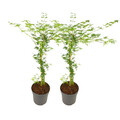 Japanischer Ahorn - 2 Stk - Acer palmatum 'Emerald Lace' - Höhe 60-70cm - ⌀19cm