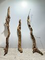 Drachenwurzel, Curl Wurzel, Aquariumwurzel ähnlich Mangrove  #1351 SET 3 Stück