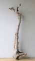 Treibholz Schwemmholz Driftwood  1 XXL  Wurzel Dekoration Terrarium 100 cm