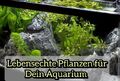 ✅ Künstliche Aquarium Wasserpflanzen Kunststoff Aquarien Pflanzen Pflanze Fische