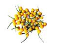 50  Samen Aji Charapita , Wildchili  - gilt als teuerstes Chili Der Welt
