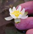 weiße Zwerg-Seerose schnellwachsende Aquariumpflanzen gegen Algen im Aquarium