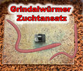 2x Zuchtansatz Grindalwürmer (Enchytraeus Buchholzi) Lebendfutter