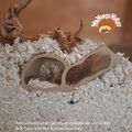 Hamstergrabenfell, Hamster Uhrenbox, Hamsterfell, Kleintiergrabenfell