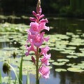 Zwiebeln rosa Sumpf-Gladiole Zwiebel Blumenzwiebeln winterhart duftend