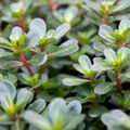 2000 Samen Sommer Portulak Portulaca oleracea v. sativa vitaminreiches  Gemüse