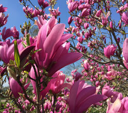 Ziergehölz Purpur-Magnolie "Susan" violette-rote Blüten, Dehner