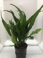 3 x Microsorum pteropus - Javafarn Topf, Wasserpflanze, Barschfest, sehr Robust