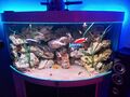 Eck Aquarium Juwel Trigon 350 Liter  mit   Unterschrank Fischbesatz Und Allem 