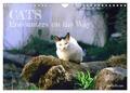 Cats - Encounters on the Way (Wall Calendar 2025 DIN A4 landscape), CALVENDO...