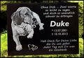 Tiergrabstein Fotogravur Grabstein Granit Katze Hund Gedenkstein Wunschgravur