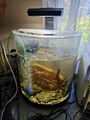 Aquarium Tetra 30 Liter Halbrund Top Zustand