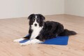 Trixie Kühlmatte Hund Katze 110 x 70cm blau