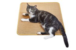 Kratzmatte Katze Sisal Krallenpflege Boden Wand Kratzteppich Kratzschutz Schutz 