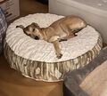 Aruby Hundebett Hundekissen Hundekorb Hundesofa Donut rund 1 m Durchmesser