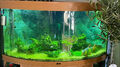 AQUARIUM 350 Liter Juwel Eck-Aquarium o2 Anlage Eheim Filter Dennerle HP UV Lich