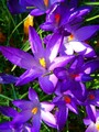 winterharte Stern-Krokusse schnellwüchsig exotisch Pflanzen im für den Garten