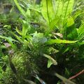 Javafarn - Microsorum pteropus Ableger  10 ABLEGER Aquariumpflanzen