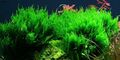 Aquarium Pflanze In Vitro 1 Moos Taxiphyllum 'Flame' Christmas 003H TC 1-2-Grow!