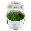 Eleocharis pusilla Invitro 1-2-Grow Pflanze Aquarienpflanze Bodendecker 132B TC