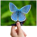 Blauer Schmetterling Käfer Insekt - kleines Foto 6"" x 4"" Kunstdruck Foto Geschenk #14149