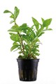 Hygrophila polysperma `Rosanervig` Indischer Wasserfreund Topf Aquariumpflanze